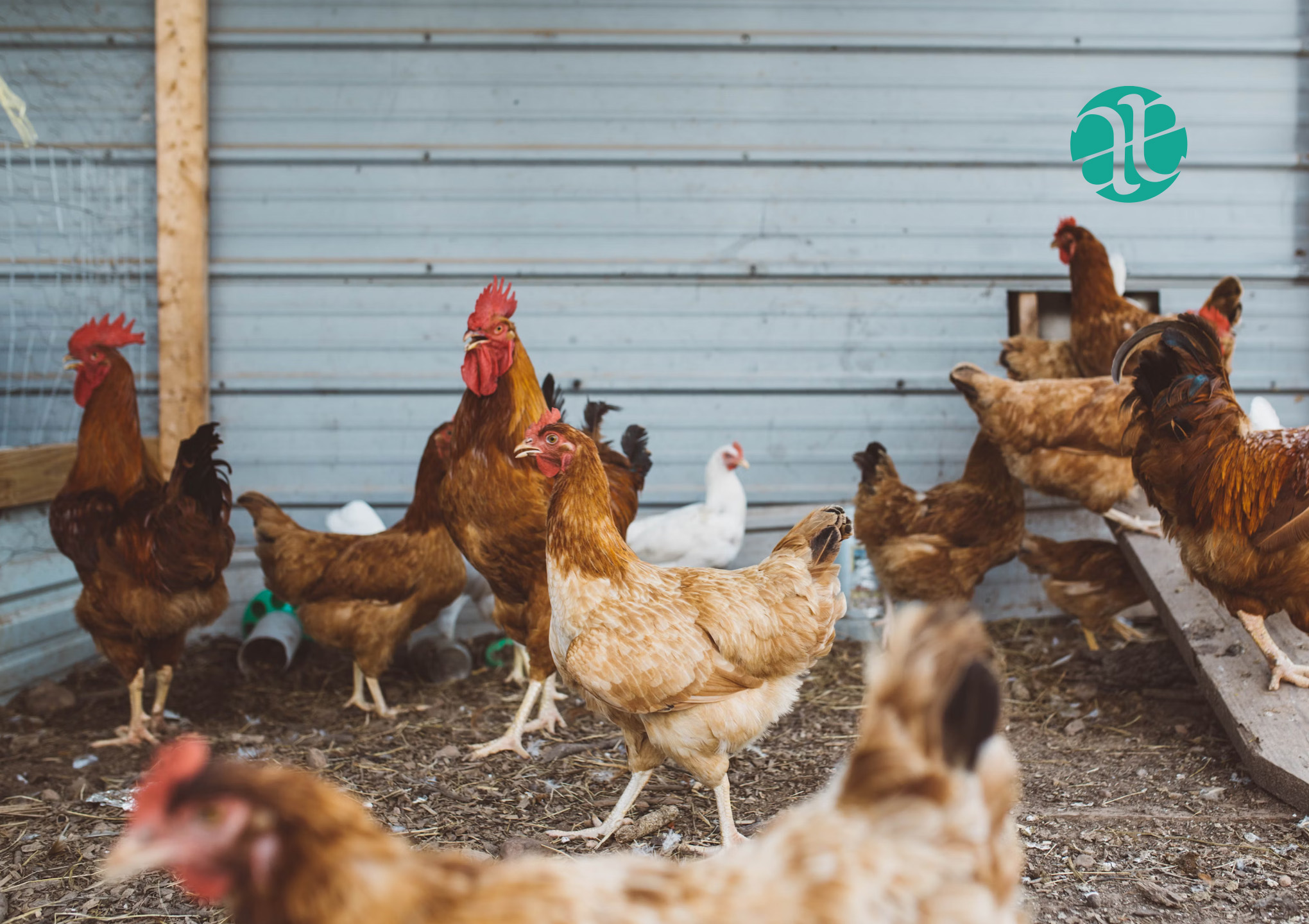 Raising Chickens? – Make sure you’re covered!
